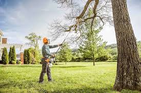 Best Root Management and Removal  in Mcclure, PA